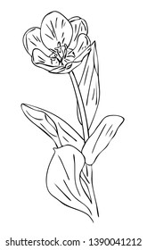 Vector illustration, isolated tulip flower with leafs in black and white colors, outline hand painted drawing