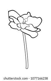 Vector illustration, isolated violet Saintpaulia flower in black and white colors
