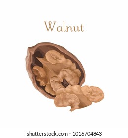 vector illustration of isolated walnut in the open shell 