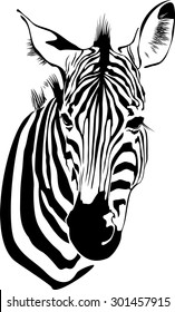 vector illustration of isolated zebras head on white background