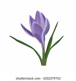 vector illustration of isoleted purple 
blooming crocus