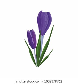 vector illustration of isoleted purple 
two buds of crocuses