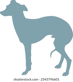 vector illustration of Italian Greyhound silhouette