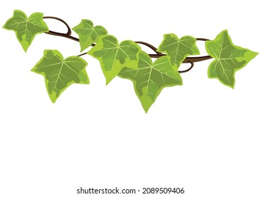 Vector illustration of ivy leaves isolated on white background