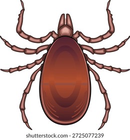 Ilustración vectorial de la garrapata Ixodes ricinus aislada en blanco. Garrapata común, parásito y portador de la enfermedad de Lyme y encefalitis. Icono de garrapata anatómica realista para uso médico o educativo.