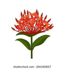 Vector illustration, Ixora flower (Ixora coccinea), isolated on white background.