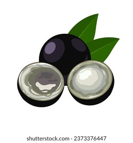 Vector illustration, Jaboticaba whole and cut, Brazilian fruit, scientific name Plinia cauliflora, Brazilian grapetree, isolated on white background.