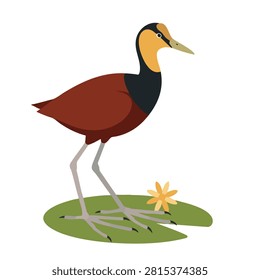 A vector illustration of a Jacana bird with long legs and dark red feathers standing on a green lily pad leaf next to a small yellow flower