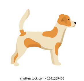 Vector illustration of Jack Russell Terrier isolated on white background.  Hand-drawn illustration in flat design.  Suitable for dog breeds illustration, dog grooming, dog product illustrations. 