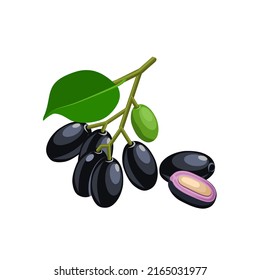 Vector illustration, Jambolan plum or Javanese plum, scientific name Syzygium cumini, isolated on a white background, exotic fruit as a medicinal herb.