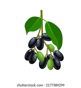 Vector illustration, Jambolan plum or Javanese plum, scientific name Syzygium cumini, isolated on a white background, exotic fruit as a medicinal herb.