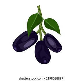 Vector Illustration Jambolan Plum Javanese Plum Stock Vector (Royalty ...