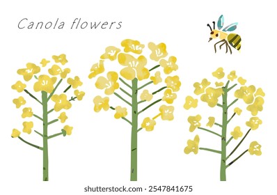 Vector Illustration of Japanese Flowers canola