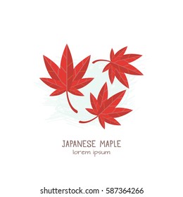 Vector illustration of Japanese Maple leaves . All objects are conveniently grouped and easily editable