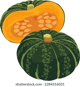 vector illustration of Japanese pumpkin kabocha pumpkin