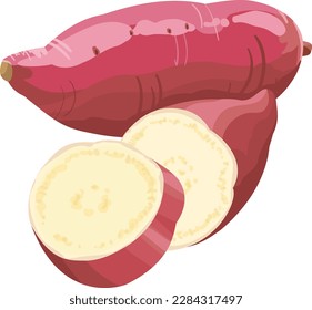 vector illustration of Japanese purple skin sweet potato