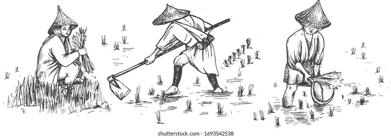 Vector illustration of Japanese rice growing and harvesting set. Rise farmers and workers harvest cereal plants in traditional conical hat. Vintage hand drawn style.