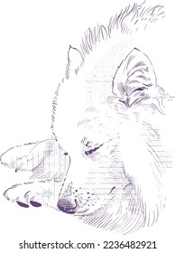 vector illustration of the Japanese Spitz