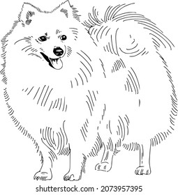 vector illustration The Japanese Spitz dog