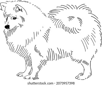 vector illustration The Japanese Spitz dog