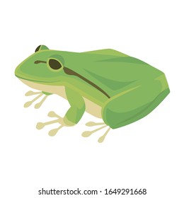 Vector Illustration | Japanese tree frog