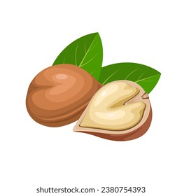 Vector illustration, Japanese walnut, scientific name, Juglans ailantifolia, isolated on white background.