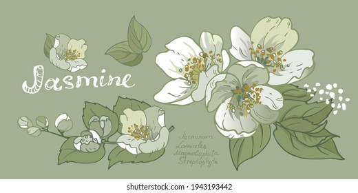 Vector illustration of a jasmine flower.Design for herbal tea, health care products, natural cosmetics, essential oil. Can be used as a wedding background. Best for wrapping paper.