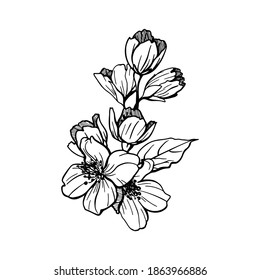 Vector illustration of a jasmine. Set of hand drawn elements isolated on white background. Wedding concept.