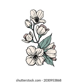 Vector illustration of a jasmine. Set of hand drawn elements isolated on white background. Wedding concept.