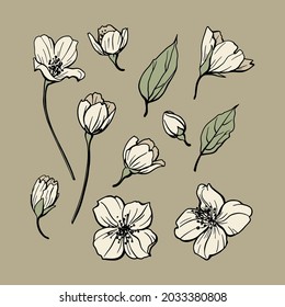 Vector illustration of a jasmine. Set of hand drawn elements isolated on white background. Wedding concept.