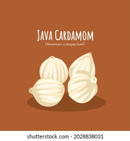 Vector illustration, Java cardamom (Amomum compactum), also known as true cardamom.