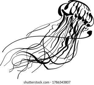 the vector illustration of the jellyfish