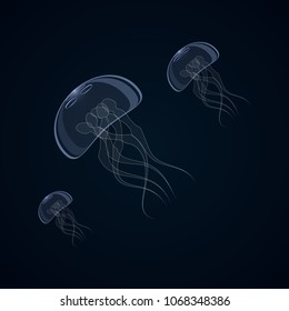 Vector illustration of jellyfish, aurelia aurite, also called common jellyfish, moon jellyfish, jelly moon or jelly saucer on a dark background