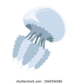 Vector illustration of  jellyfish. Cartoon detailed transparent mediterranean medusa.  Rhizostoma pulmo.