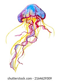 
Vector illustration with jellyfish. Colored jellyfish watercolor.