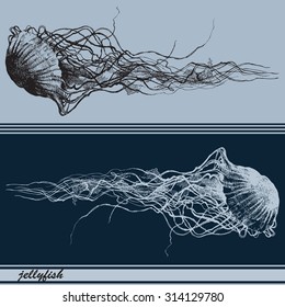 Vector illustration with jellyfishes. Hand drawn by ink. 