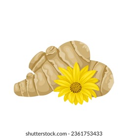 Vector illustration, Jerusalem Artichoke, also called sunroot, or sunchoke, isolated on white background.