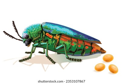Vector illustration of jewel beetle laying eggs,sternocera aequisignata,metallic wood-boring beetle,buprestid,buprestidae isolated on white background.Propagation colorful insects,natural gems.