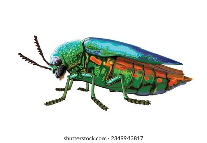 Vector illustration of jewel beetle,sternocera aequisignata,metallic wood-boring beetle,buprestid,buprestidae,gorgeouse beetles,flying jewels,isolated on white.Colorful beautiful insects,natural gems.