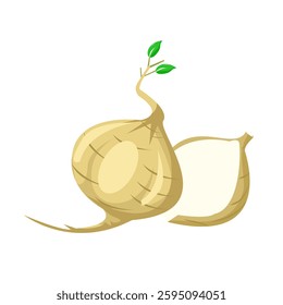 vector illustration of jicama fruit. isolated background
