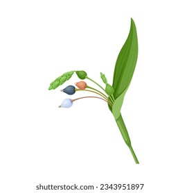 Vector illustration, Jobs tears or adlay millet,scientific name Coix lacryma-jobi, isolated on white background.