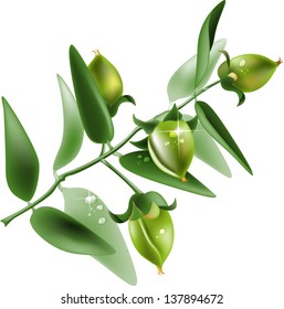 Vector Illustration Of Jojoba Plant On White