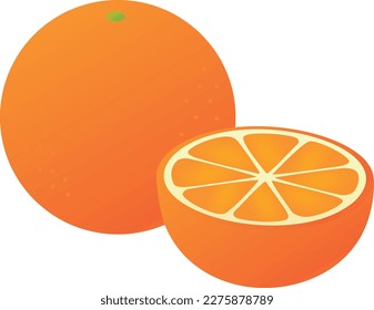 Vector illustration of jucy oranges