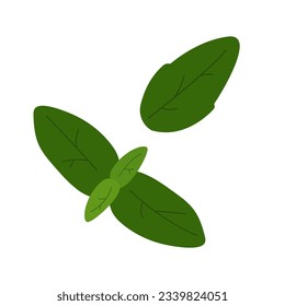 Vector illustration Juicy fresh mint leaves hand drawn on white background isolate