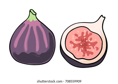 Vector illustration of juicy isolated outline colorful fruit - fig.