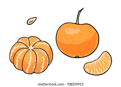 Illustration vectorielle de fruits juteux isolés sur le contour de couleurs - mandarin, mandarine. 