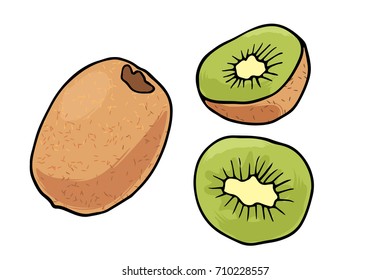 Vector illustration of juicy isolated outline colorful fruit - kiwi