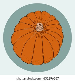 Vector illustration of juicy orange pumpkin.