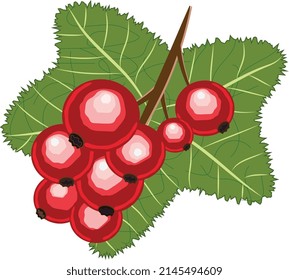 vector illustration of juicy red currant