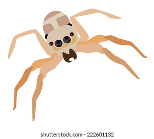 Vector illustration jumping spider isolated on white background